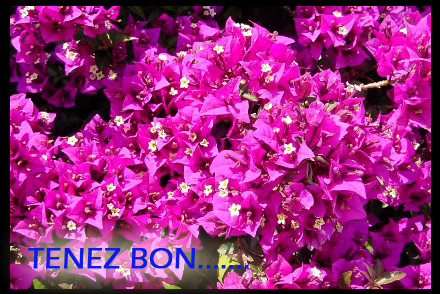 [Image: bougainvillee.jpg]